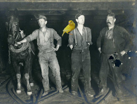 Figure 3:  “Canary in the Coal Mine”. Image adapted from source 1 and source 2.