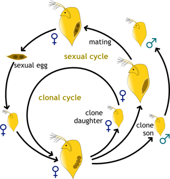Figure 4:  Daphnia reproduction patterns.  Inner cycle refers to clonal reproduction where adult female daphnids produce exact clones of themselves. Outer circle describes the switch to sexual reproduction – where females produce clonal (parthenogenetic) sons, who then fertilize a sexual egg that hatches after a period of “hibernation.”