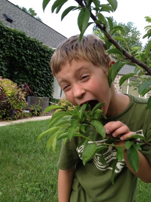 My son, unwisely chowing down on some leaves in our yard.