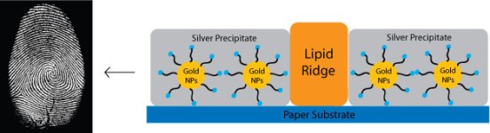 inverse fingerprint gold nanoparticles silver precipitate