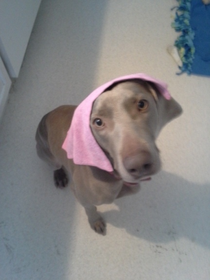 The cloth that shook the foundation of my cleaning world, as modeled by my mischievous pooch, Bristol.