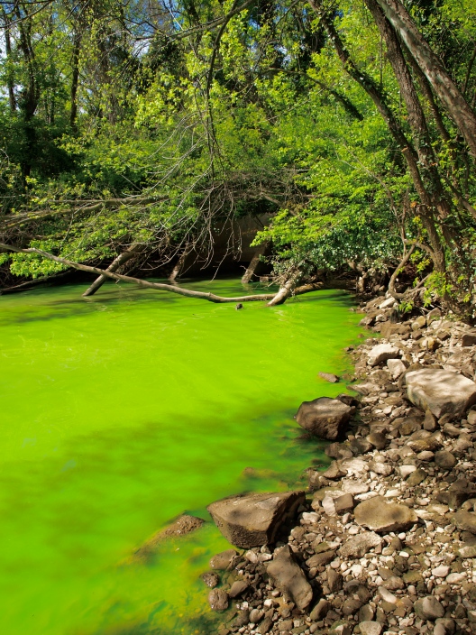 Cyanobacteria bloom in the Potomac River (Image source: http://en.wikipedia.org/wiki/File:Potomac_green_water.JPG)