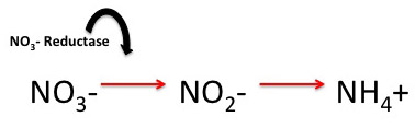 Addition of nitrate reductase catalyzes the chemical conversion of nitrate ions to nitrite ions.