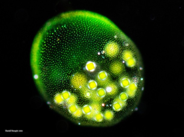 A freshwater colony of volvox algae. Image via microworldsphotography.