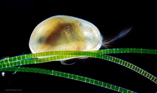 An ostracod resting on a thin filament of algae. Image via microworldsphotography.