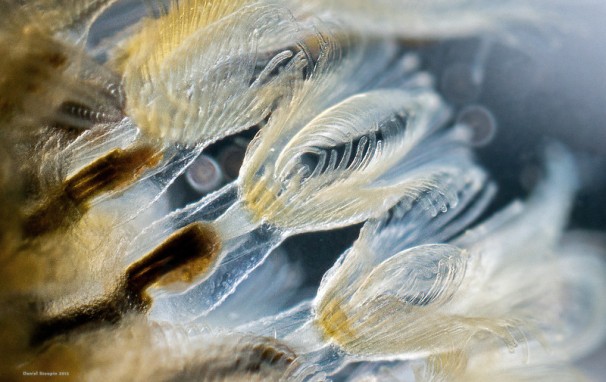 A freshwater bryozoan colony, Cristatella mucedo. Image via microworldsphotography.