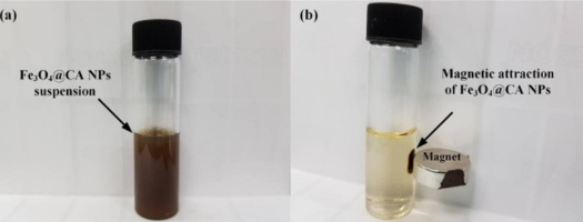 Left: Brown liquid in a vial labeled Fe3O4@CA NPs suspension. Right: translucent yellow liquid in a vial with a dark brown blob on the side, close to a magnet on the outside, labeled Magnetic attraction of Fe3O4@CA NPs