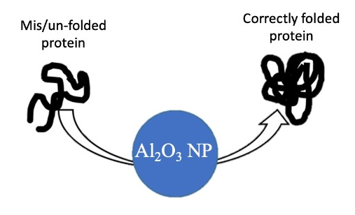 cartoon of an Al2O3 nanoparticle (blue circle) with arrows pointing into it from squiggly line labeled Mis/un-folded protein and out of it toward another squiggly line labeled correctly folded protein