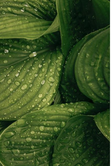 close-up photo of green plant leaves with water droplets beaded on the surface