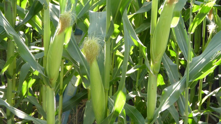 photo of corn plants with bushy tassels on top 