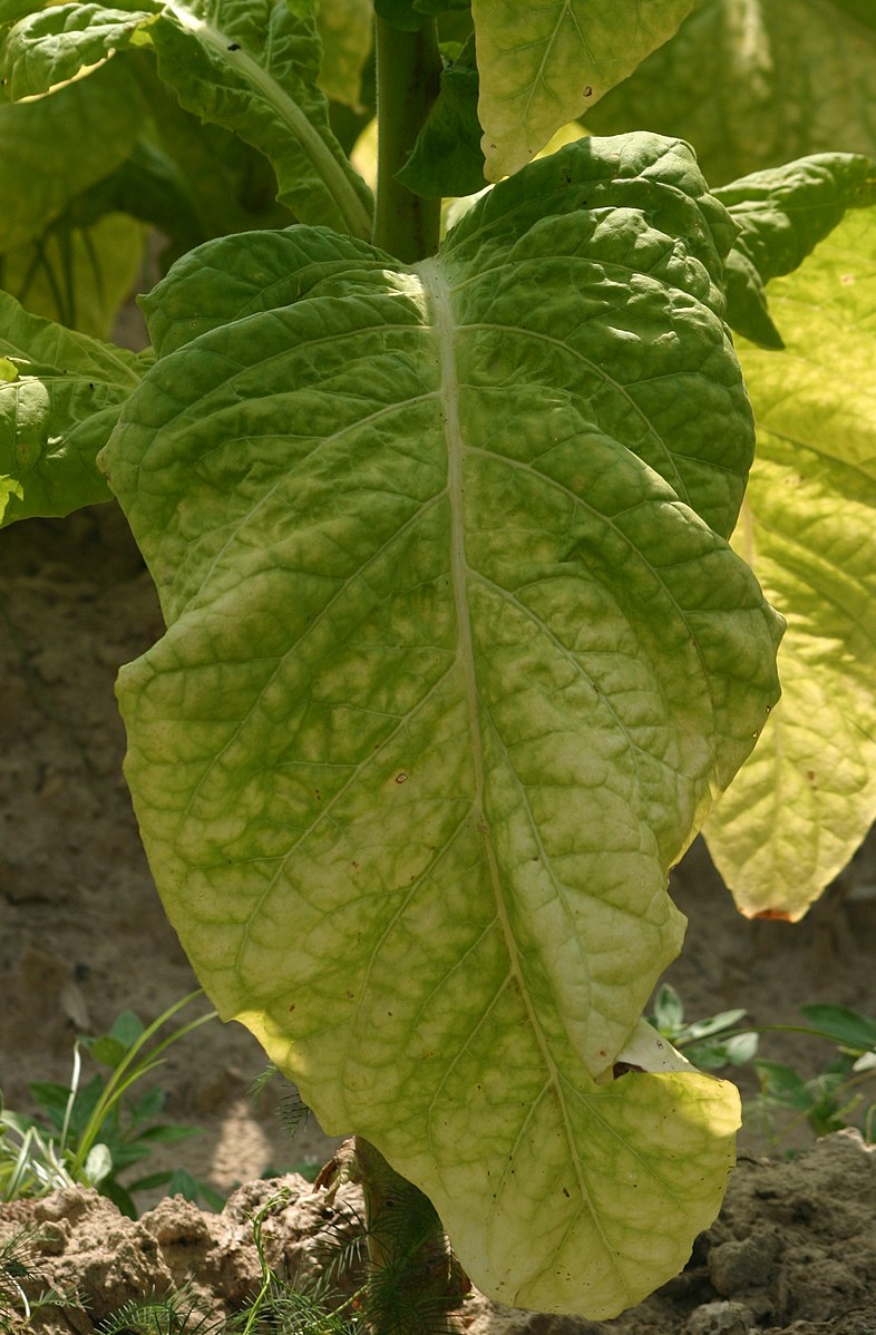 Photograph of a large green tobacco leaf