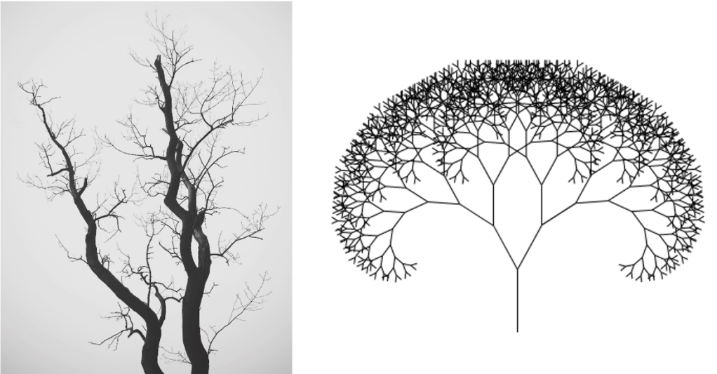 Left: black & white photo of a leafless tree with many small branches. Right: tree-like line drawing starting with a single line at the base that branches into a Y, with each branch of the Y branching into two, and each of those branches branching into two, repeated over and over.