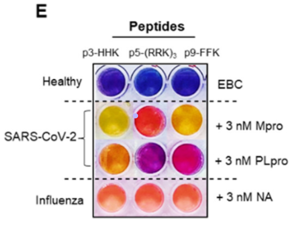 array of colored circles three across and four down, with different peptides labeled across the top and interpretation along the sides. Top row is purple-blue and labeled Healthy. Middle two rows are yellow to light purple and labeled SARS-CoV-2. Bottom row is orange and labeled influenza.