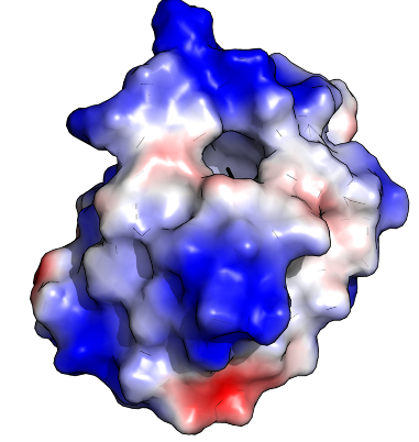 computer illustrated blobby protein with various regions colored blue, red, and white