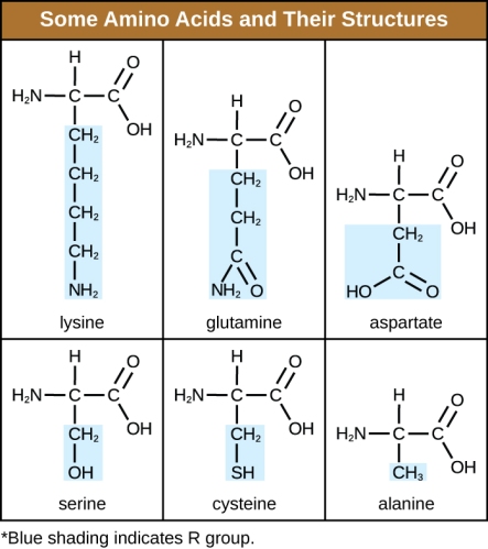 Some amino acids and their structures. chemical diagrams of lysine, glutamine, aspartate, serine, cysteine, and alanine