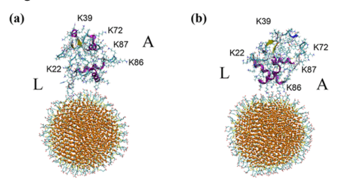 computer illustration of round nanoparticles (below) and proteins (above) in close proximity. The left example has just a couple molecules touching, and the right example has more connection points.